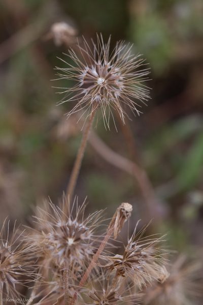 Microseris elegans, photographed by Ken-ichi Ueda