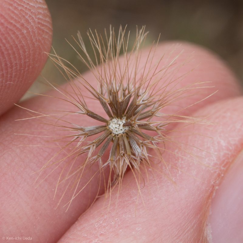 Microseris elegans, photographed by Ken-ichi Ueda