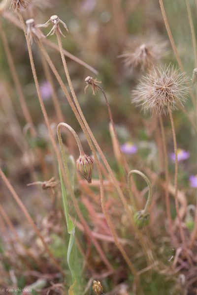 Microseris elegans, photographed by Ken-ichi Ueda