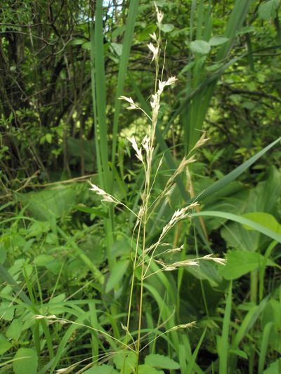 Sphenopholis pensylvanica, photographed by Summit Metro Parks