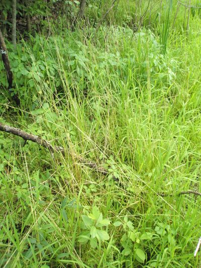 Sphenopholis pensylvanica, photographed by Summit Metro Parks