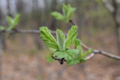 Crataegus maximowiczii, photographed by Repina Tatyana