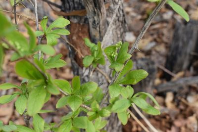 Berberis amurensis, photographed by Repina Tatyana
