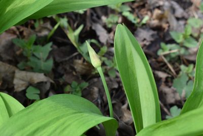 Allium ochotense, photographed by Repina Tatyana