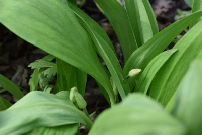 Allium ochotense, photographed by Repina Tatyana