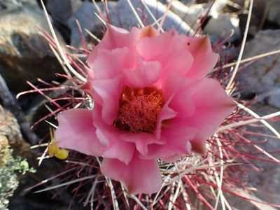 Sclerocactus polyancistrus, photographed by Scott Yarger