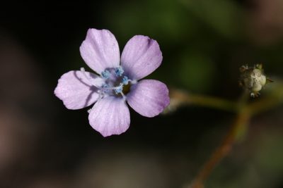 Gilia scopulorum, photographed by Cecelia Alexander