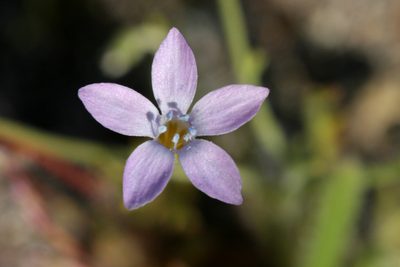 Gilia flavocincta, photographed by Cecelia Alexander