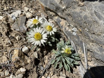 Townsendia jonesii, photographed by Matt Berger