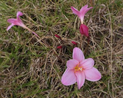 Zephyranthes carinata, photographed by Grete Pasch
