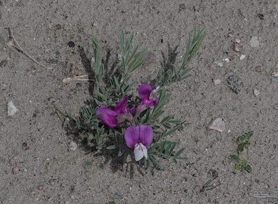 Lathyrus decaphyllus, photographed by Colin Croft