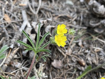 Potentilla johnstonii, photographed by Matt Berger