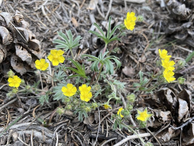 Potentilla johnstonii, photographed by Matt Berger