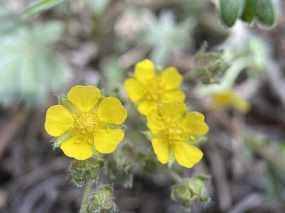 Potentilla johnstonii, photographed by Matt Berger