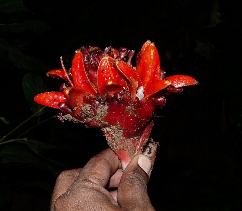 Zingiber chrysanthum, photographed by Rejoice Gassah