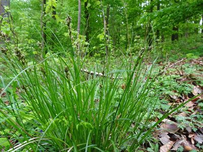 Carex muricata, photographed by Robert H. Wardell