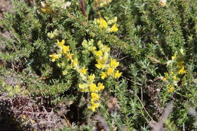 Aspalathus heterophylla, photographed by Brian du Preez