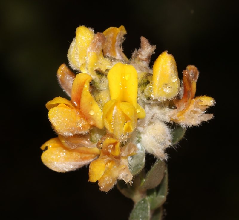 Aspalathus altissima, photographed by Brian du Preez