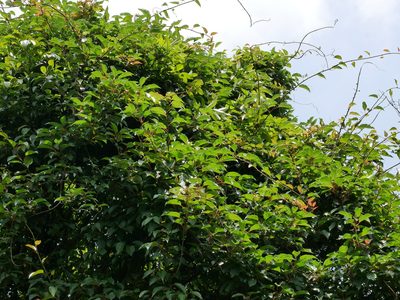 Actinidia rufa, photographed by Jacy Chen