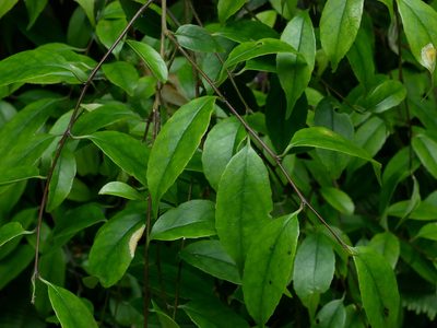 Symplocos sumuntia, photographed by Jacy Chen