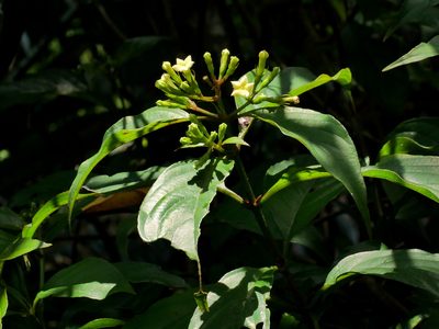 Mussaenda parviflora, photographed by Jacy Chen