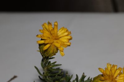 Pteronia camphorata, photographed by Brian du Preez