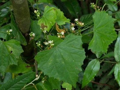 Zehneria guamensis, photographed by Jacy Chen