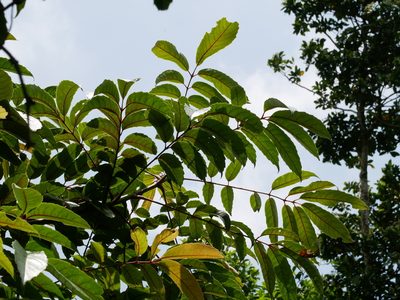 Meliosma rhoifolia, photographed by Jacy Chen