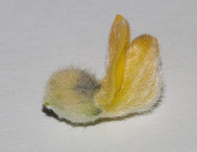 Aspalathus altissima, photographed by Brian du Preez