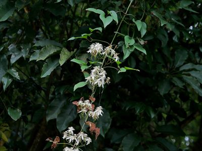 Clematis meyeniana, photographed by Jacy Chen