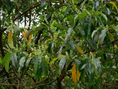 Itea parviflora, photographed by Jacy Chen