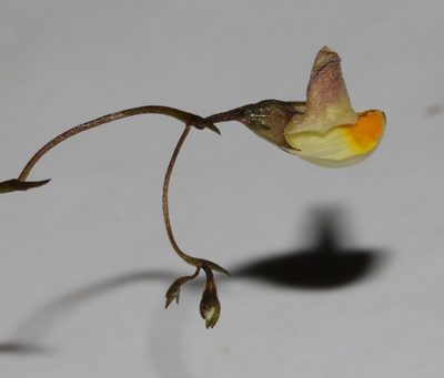 Aspalathus bracteata, photographed by Brian du Preez