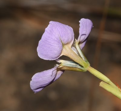 Moraea caeca, photographed by Brian du Preez