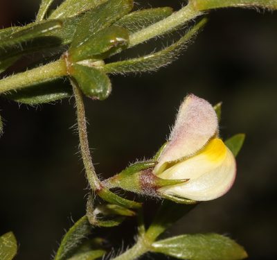 Aspalathus lanata, photographed by Brian du Preez