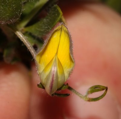 Aspalathus lanata, photographed by Brian du Preez