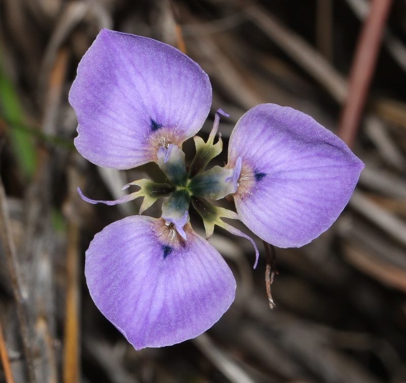 Moraea caeca, photographed by Brian du Preez