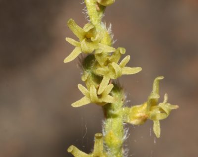 Holothrix cernua, photographed by Brian du Preez