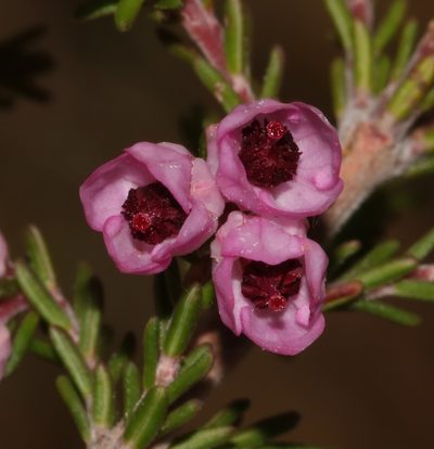 Erica cristiflora, photographed by Brian du Preez