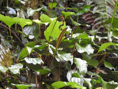 Cheiropleuria integrifolia, photographed by Jacy Chen