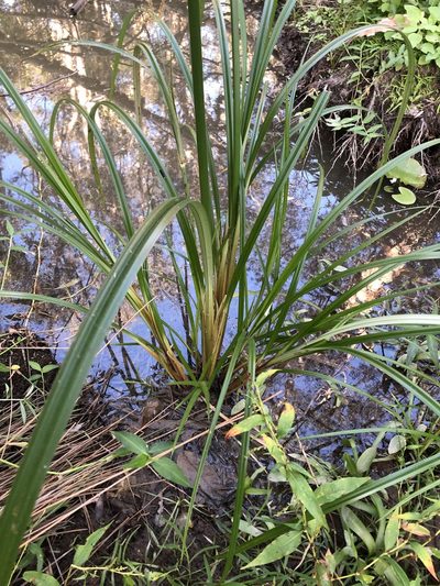 Cyperus exaltatus, photographed by Greg Tasney