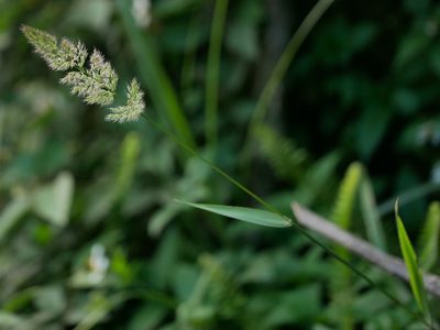 Polypogon fugax, photographed by Jacy Chen