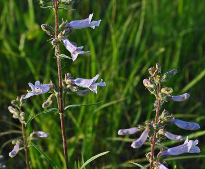 Penstemon gracilis, photographed by aarongunnar
