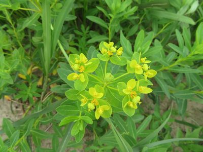Euphorbia adenochlora, photographed by Junichi　Mandai