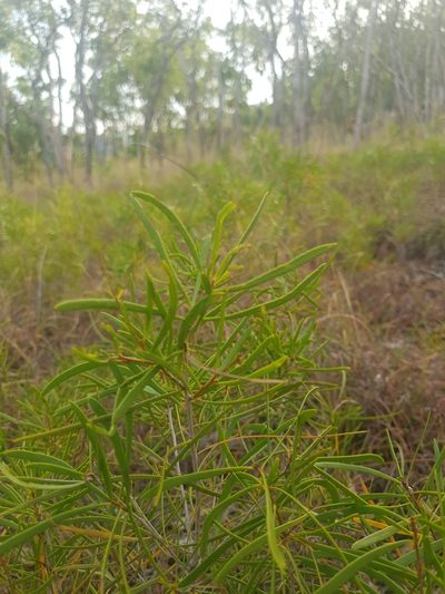 Melaleuca stipitata, photographed by Ben Lewis
