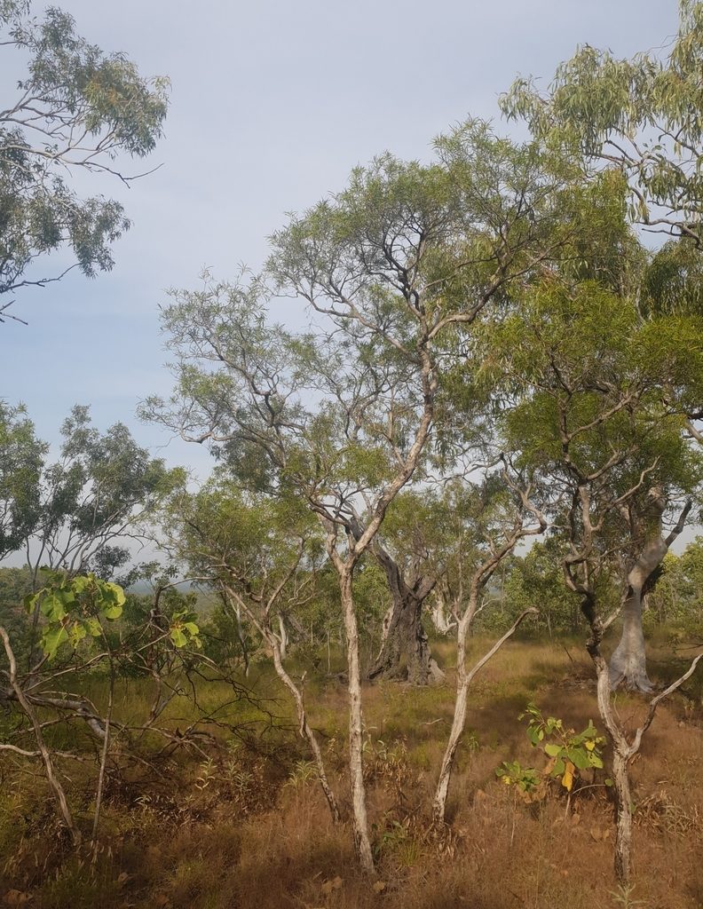 Melaleuca stipitata, photographed by Ben Lewis