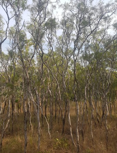 Melaleuca stipitata, photographed by Ben Lewis