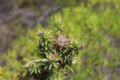 Aspalathus acidota, photographed by Brian du Preez