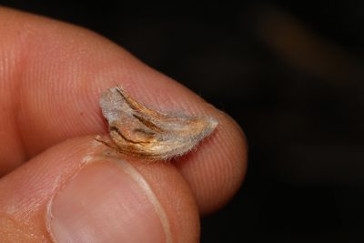 Aspalathus acidota, photographed by Brian du Preez