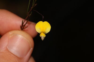 Aspalathus bracteata, photographed by Brian du Preez