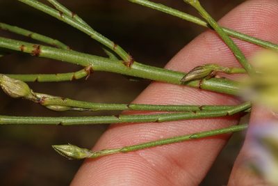 Psoralea peratica, photographed by Brian du Preez